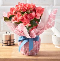 Tap to view Gift Wrapped Pink Begonia