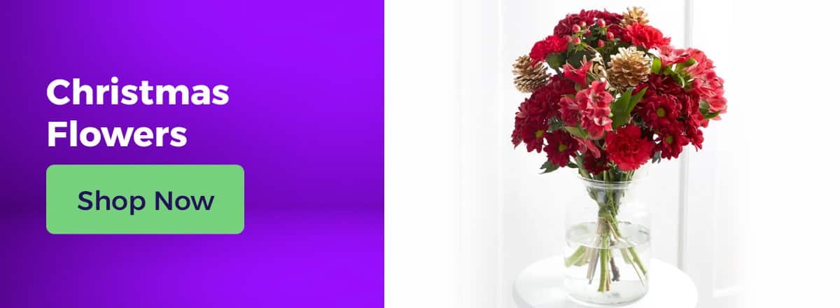 Shop Christmas Flowers & Plants