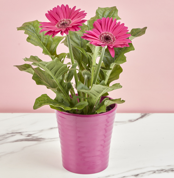 Hot Pink Gerbera and Pot Set | Funky Pigeon