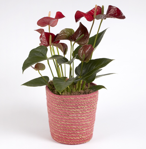 Anthurium Basket