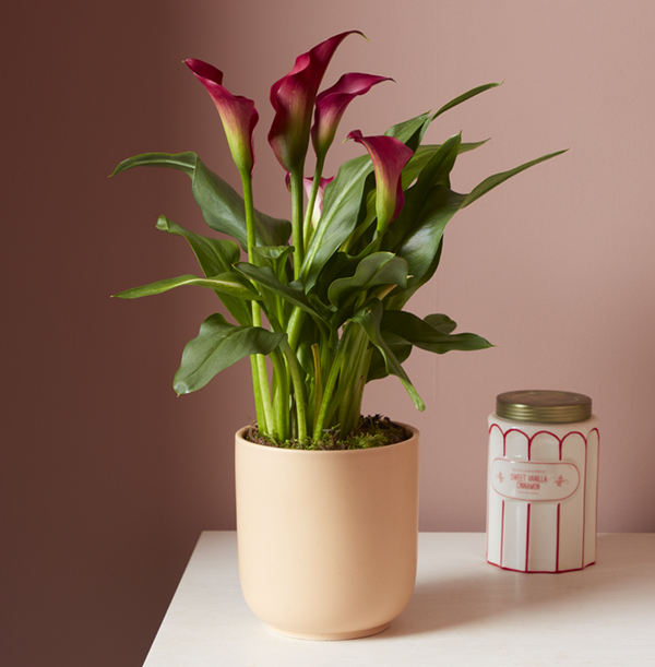 Calla Lily With Pot