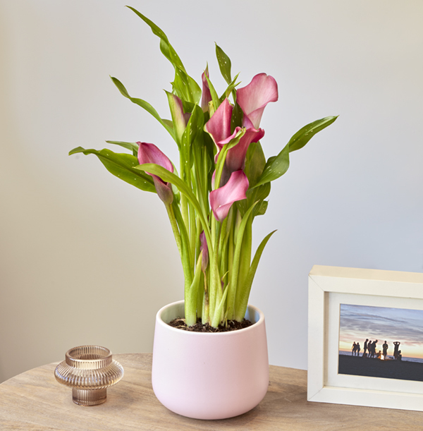 Pink Calla Lily In Ceramic Vase