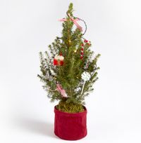 Tap to view The Candy Cane Letterbox Christmas Tree