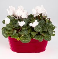 Tap to view Cyclamen Duo