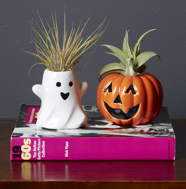 Halloween Plant Duo