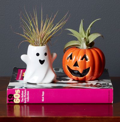 Halloween Plant Duo