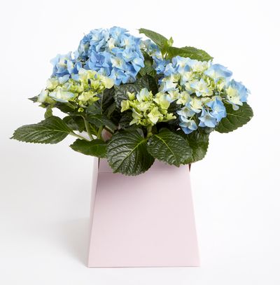 Hydrangea Gift Box