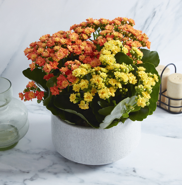 Autumn Kalanchoe Bowl