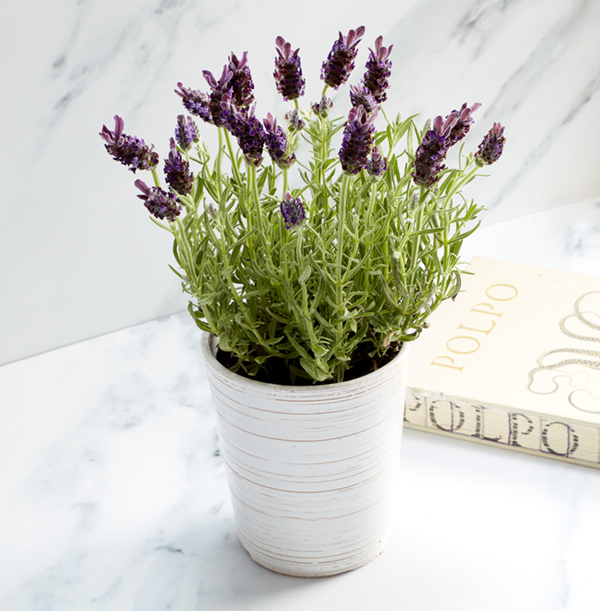 Fragrant Lavender Plant & Pot