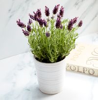 Tap to view Fragrant Lavender Plant & Pot