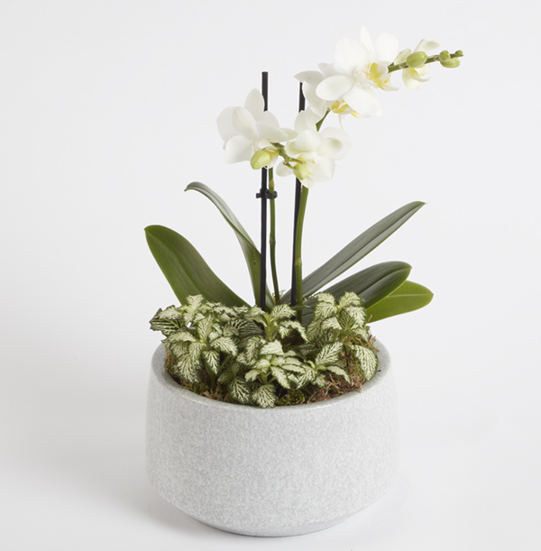 Mother's Day Orchid Planter