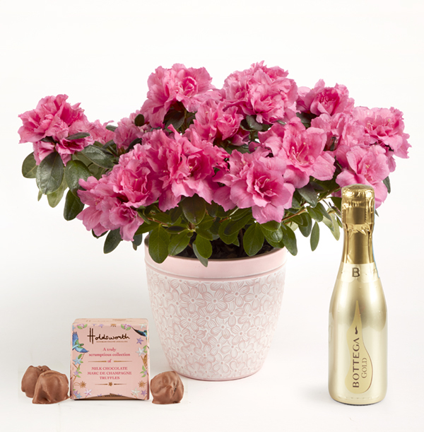 Mum's Pink Azalea Gift Set