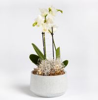 Tap to view Orchid Arrangement