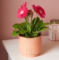 Tap to view Pink Potted Gerbera