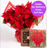 Tap to view Poinsettia Gift Set  with Holdsworth Chocolates