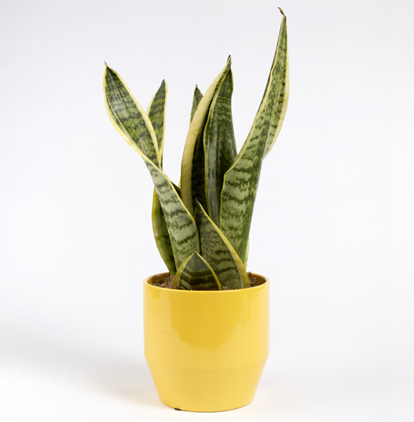 Snake Plant