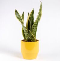 Tap to view Snake Plant