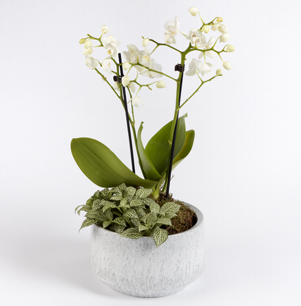 Valentine's Orchid Planter