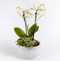 Tap to view Valentine's Orchid Planter