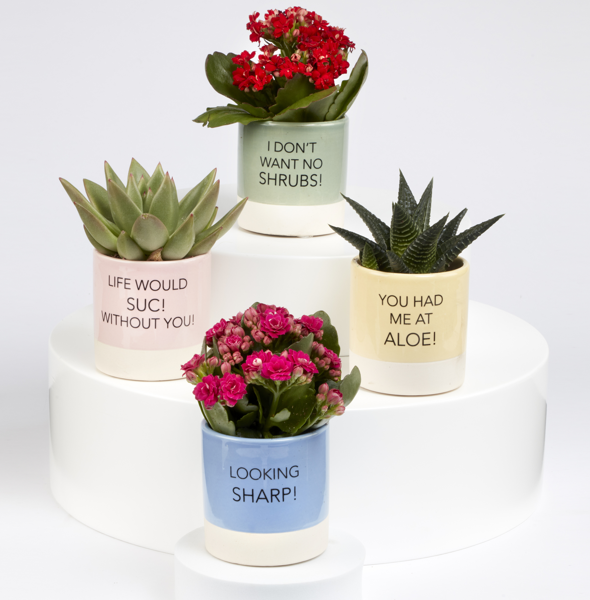 Valentine's Slogan Succulents