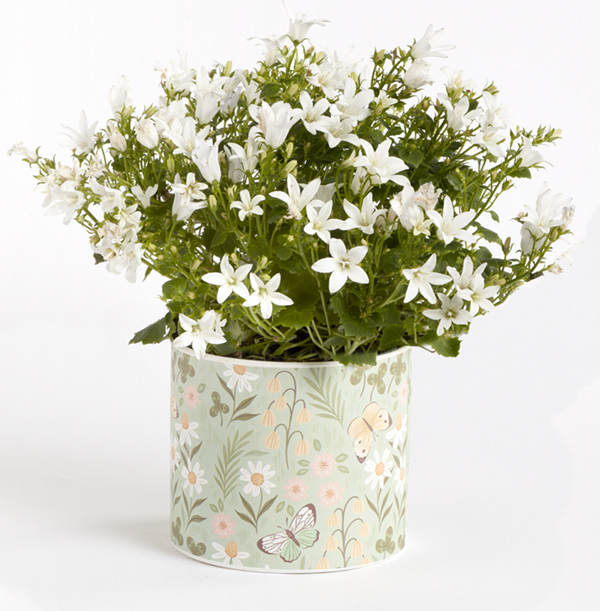 White Campanula