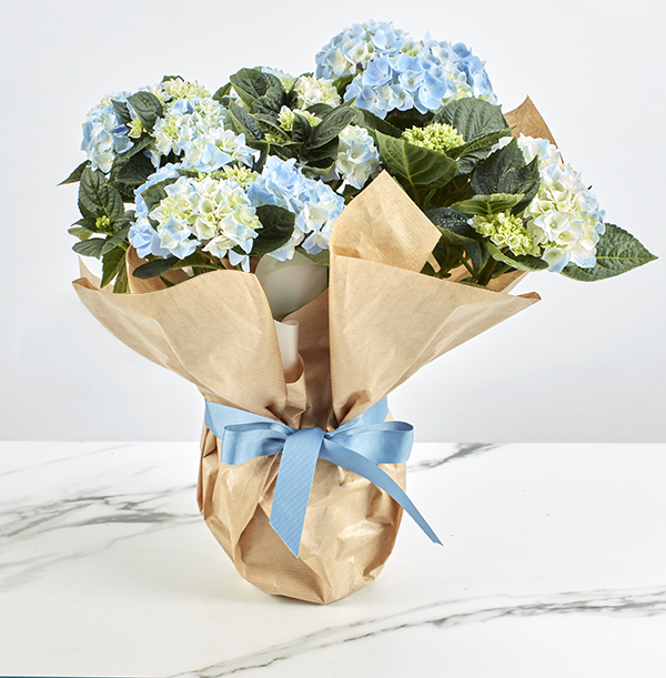 Gift Wrapped Hydrangea