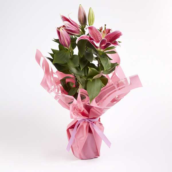 Gift Wrapped Oriental Lily