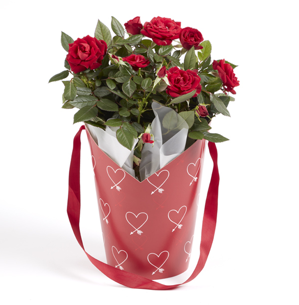 Valentines Wrapped Rose Bush