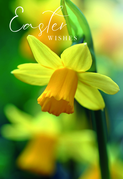 Easter Wishes Daffodil Card