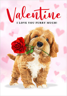 Furry Much Valentine's Day Card