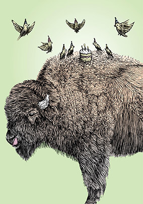 Bison Birthday Card