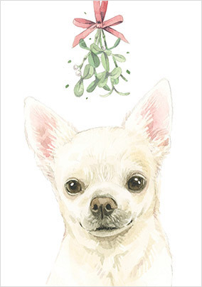 Chihuahua Christmas Card