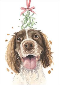 Tap to view Springer Spaniel Christmas Card