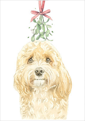 Cavapoo Christmas Card