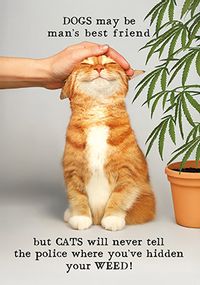 Tap to view Cats Won't Tell The Police Birthday Card