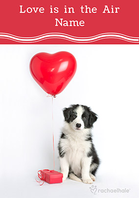 Border Collie Valentine's Day Card - Rachael Hale