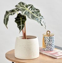 Tap to view Alocasia and Pot Set