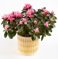 Tap to view Azalea in Ceramic