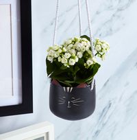 Tap to view Kalanchoe Plant with Hanging Black Cat Pot