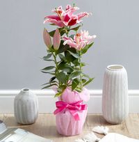 Tap to view Gift Wrapped Pink Oriental Lily