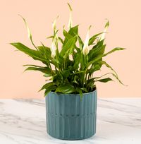Tap to view Potted Peace Lily