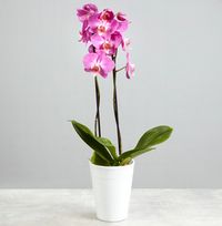 Tap to view Pink Potted Orchid