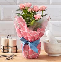Tap to view Gift Wrapped  Pink Rose