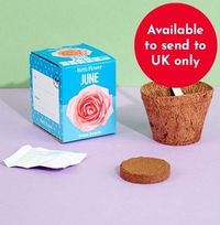 Tap to view June Grow Your Own Birth Flower Kit - Rose