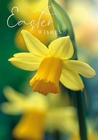 Tap to view Easter Wishes Daffodil Card