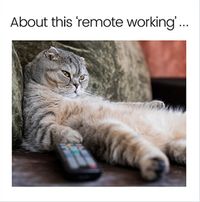 Tap to view About the Remote Working Welcome Back Card
